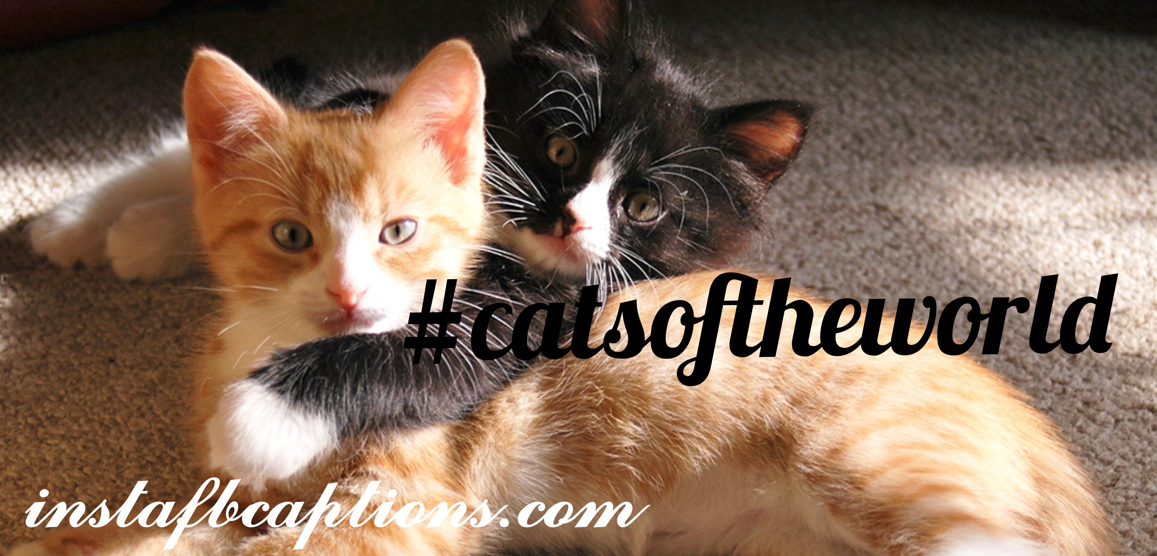Cat Hashtags - Cat Hashtags - 150+ CATS Instagram Captions 2021